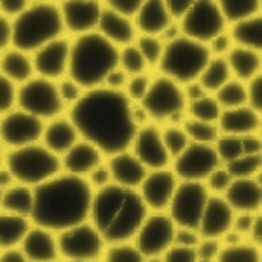 Plate 94, Physarum Transport: a still of the agents / chemotaxis plate as the atlas renders it, in the lattices accent.